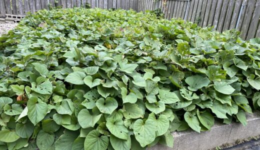 さつまいも掘り