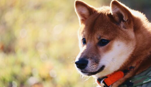 今年もありがとうございました
