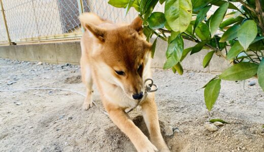 穴掘りの楽しさ