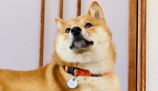 今日もありがとう