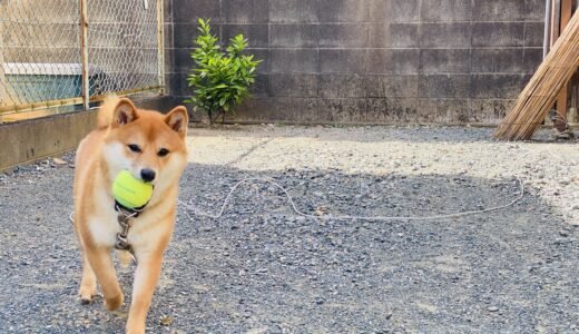 連休中のおとこめし