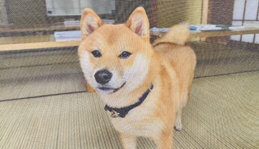 夏じたく