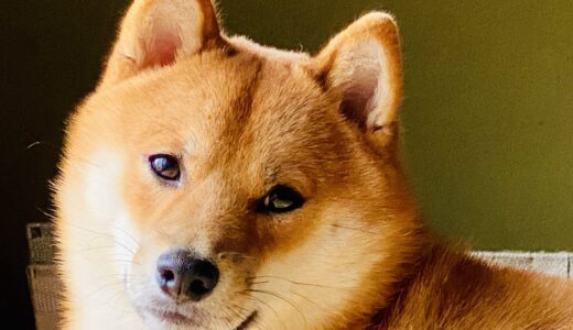 秋めいてきましたね