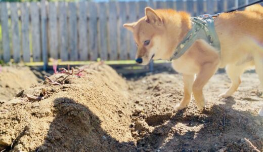 さつまいも掘り